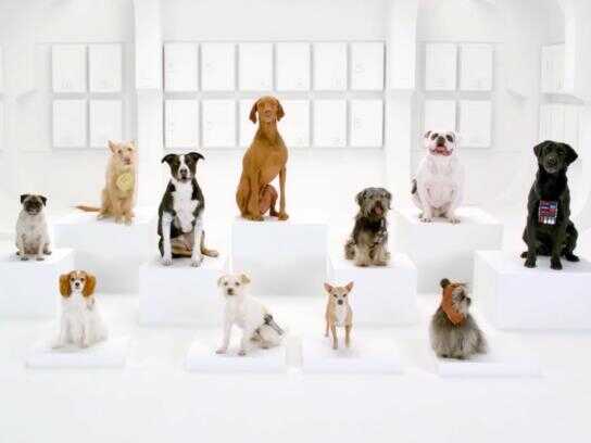 The Bark Side (teaser)