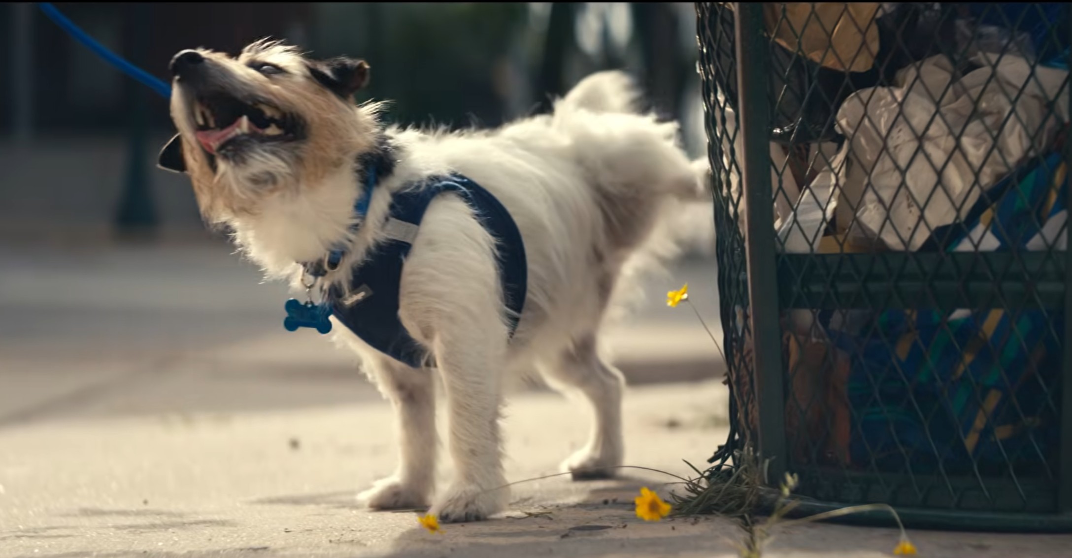 We Get Your Pet Image