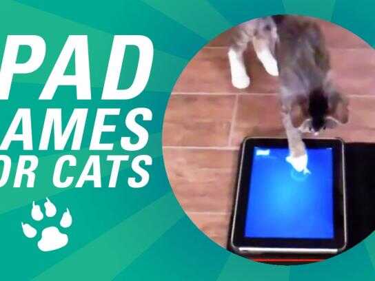 iPad Games for Cats