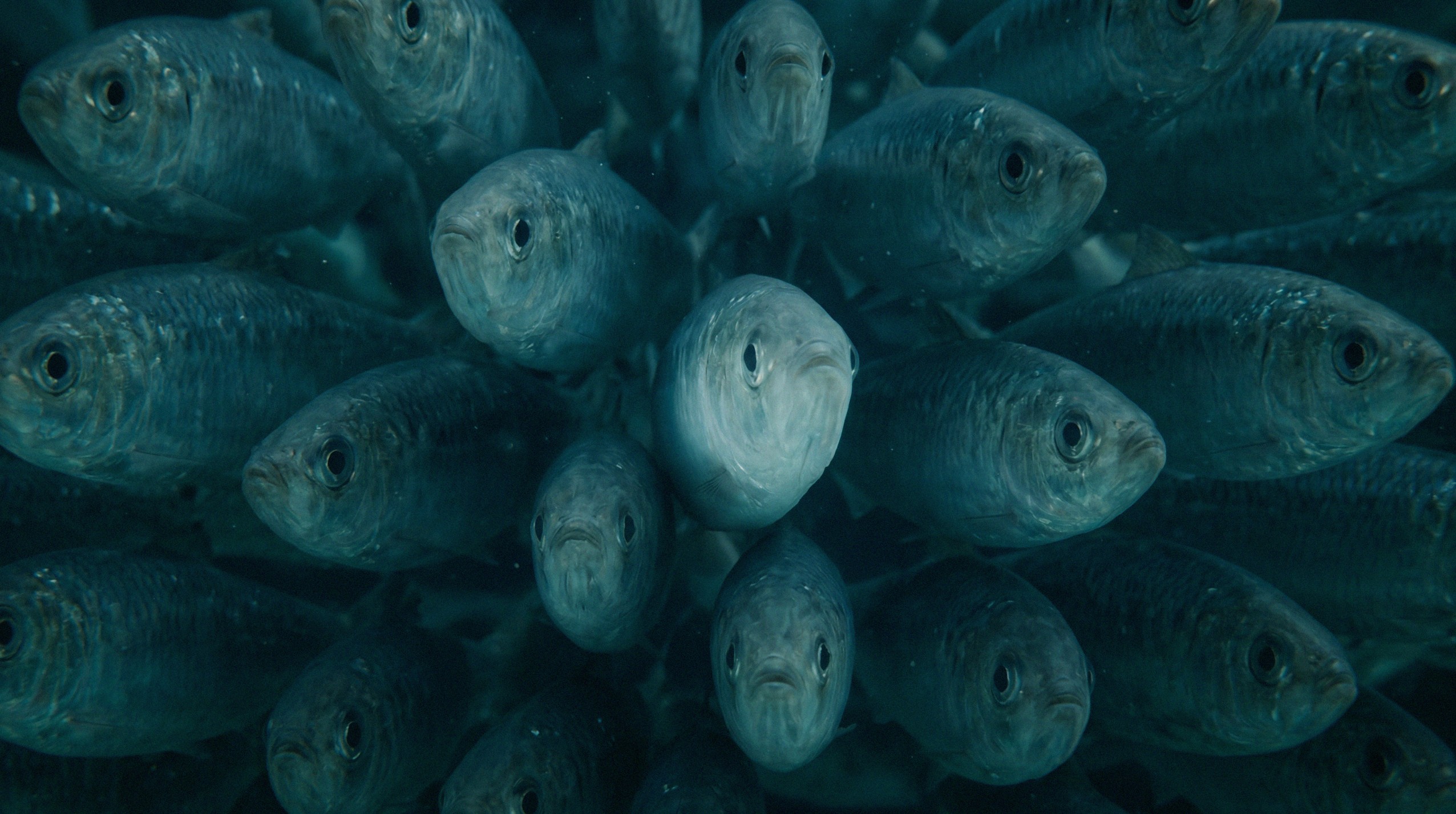 Against the Current Image