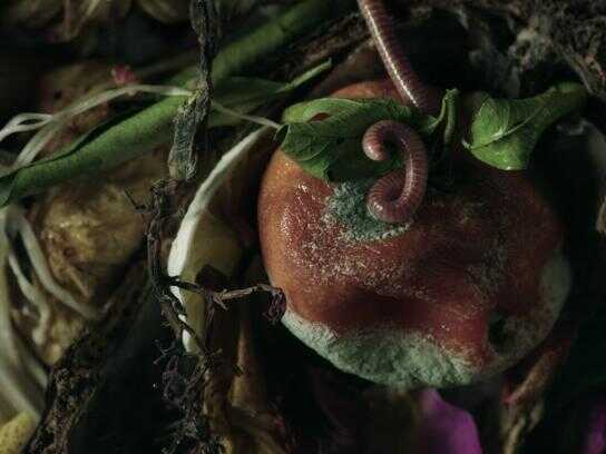 I AM TRASH / Les Fleurs du Déchet