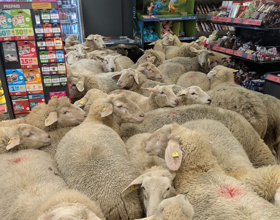 Sheep Happens Image