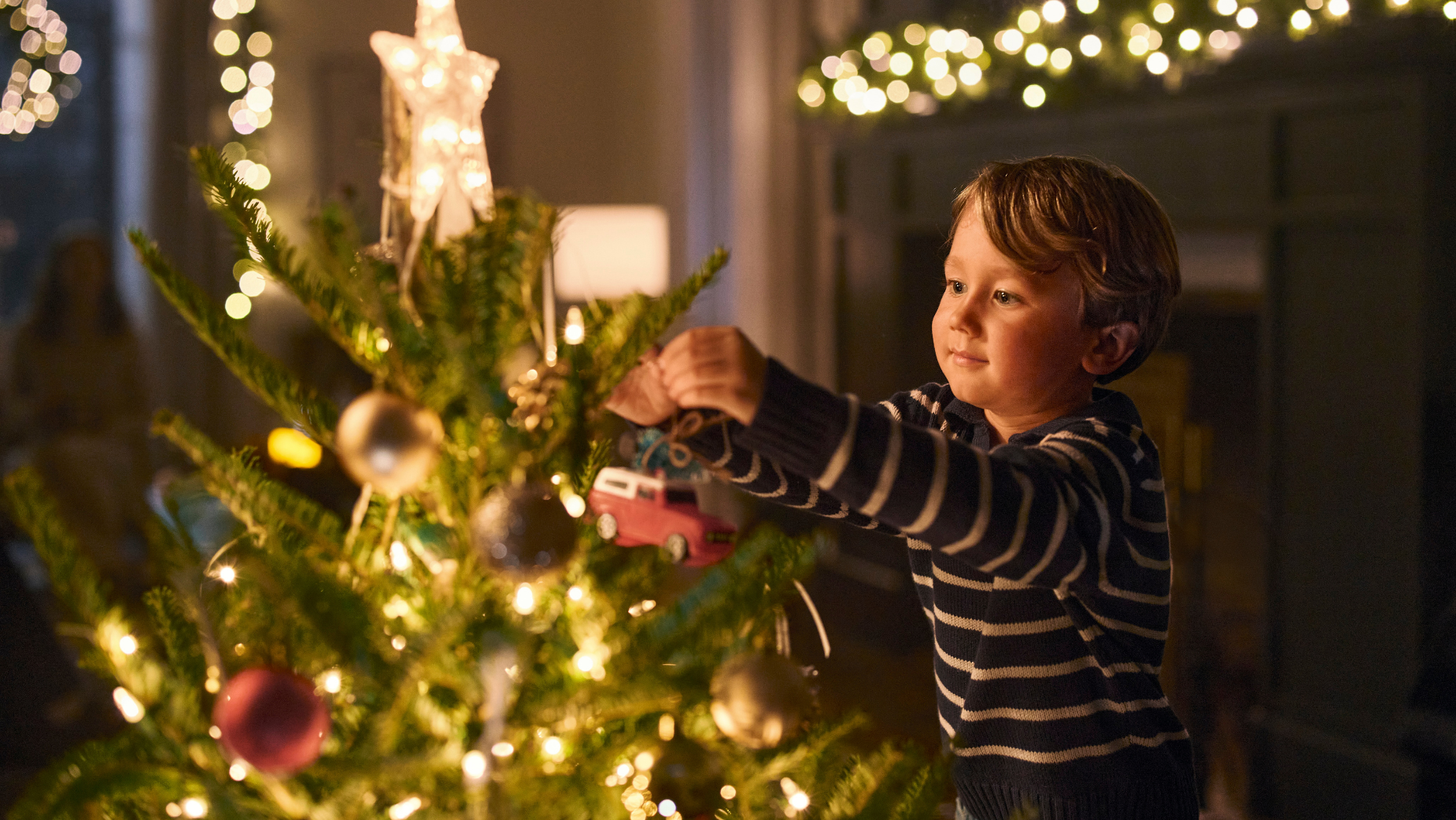 The Right Tree Image