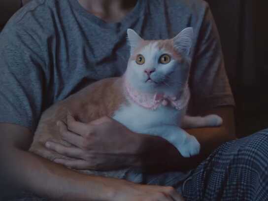 Every Cat Is an Individual