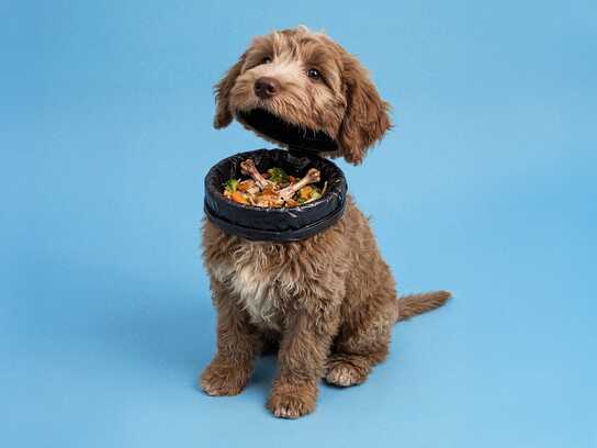 Food Scraps